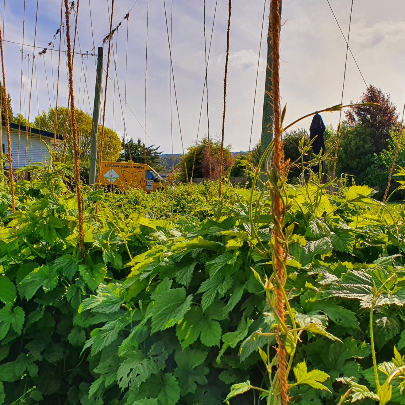 Close up view of bright green hop plants with tendrils climbing up ropes with yellow delivery van in background and overcast skies