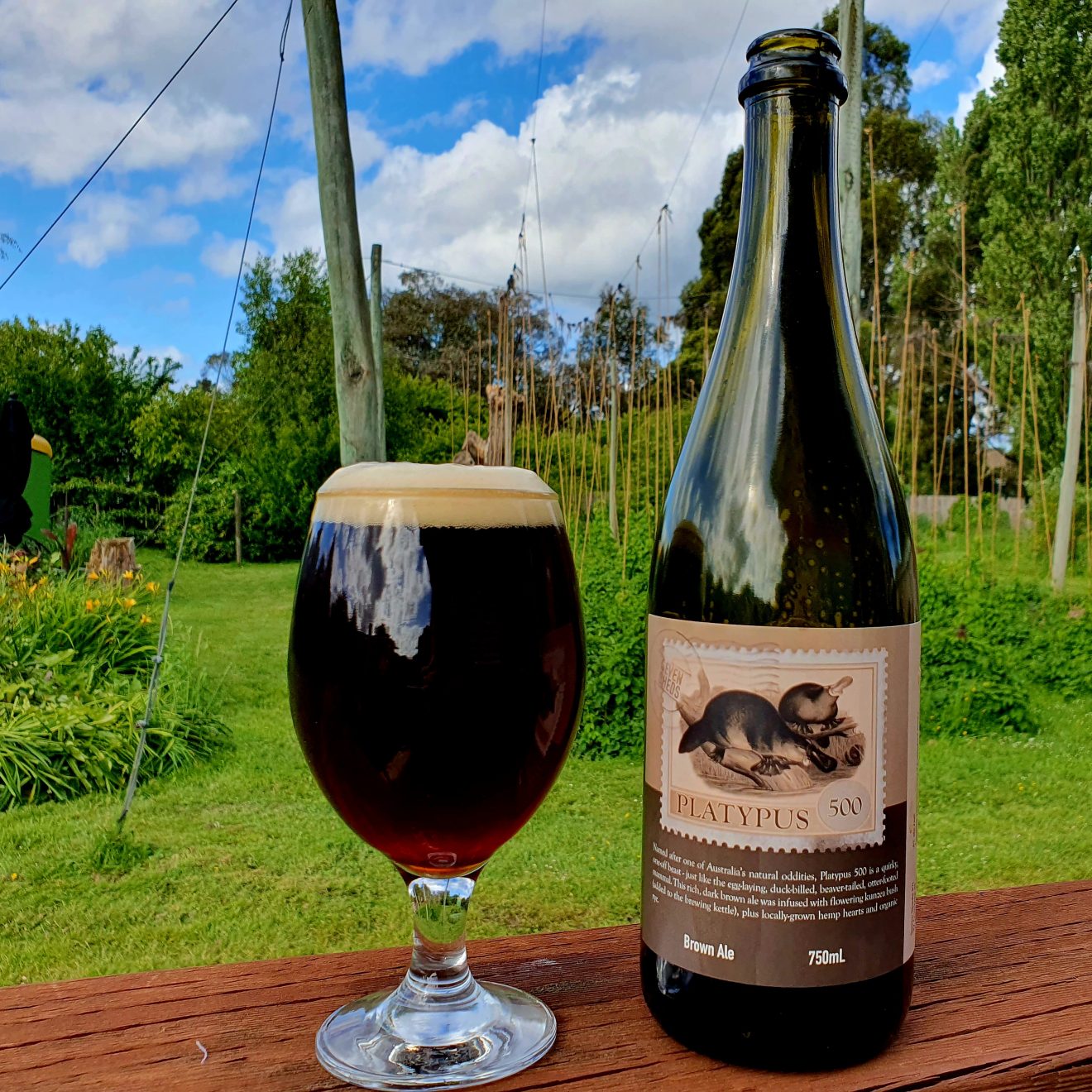 Sitting on stained timber, a glass of dark brown beer with a pale brown foam sits next to an antique green bottle labelled Platypus 500. The background is grass, flowers to the left and hop bines to the right with trees further back, white fluffy clouds dominate the blue sky.