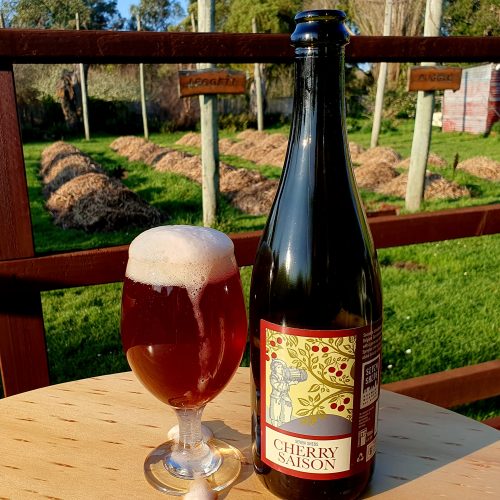 A glass of cherry saison beer with foam overflowing down the outside standing beside a bottle labelled Cherry Saison with artwork depicting cherries on a tree and a man holding a small oak barrel.